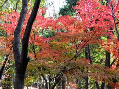 ささぶねの道（御影橋）
