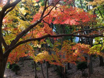 ささぶねの道（御影橋）
