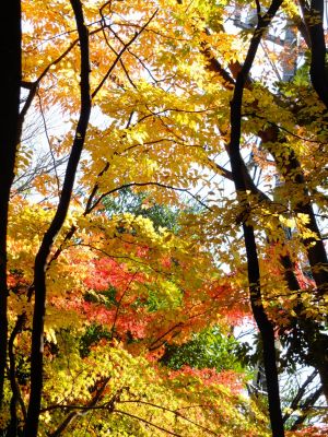 ささぶねの道（御影橋）
