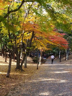 ささぶねの道（葛が谷公園）
