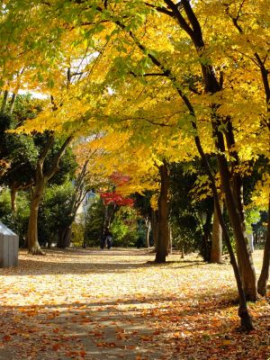 ささぶねの道（葛が谷公園）
