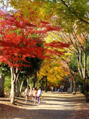 ささぶねの道（葛が谷公園）
