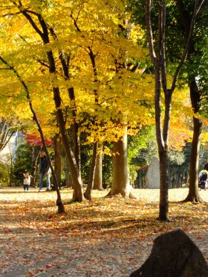 ささぶねの道（葛が谷公園）

