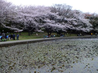 せせらぎ公園
