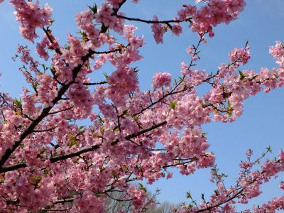 茅ヶ崎公園（河津桜）
