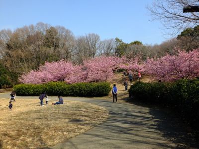茅ヶ崎公園（河津桜）
