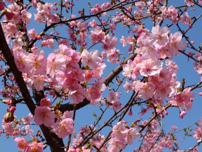 茅ヶ崎公園（河津桜）
