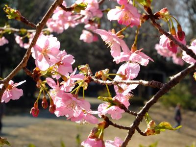 茅ヶ崎公園（河津桜）
