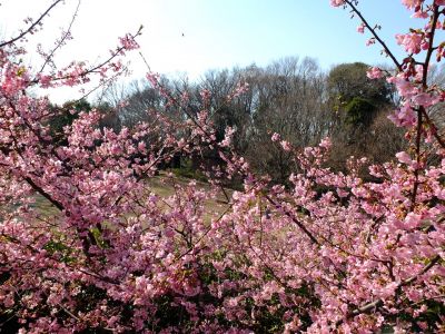 茅ヶ崎公園（河津桜）
