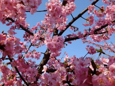茅ヶ崎公園（河津桜）
