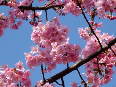 茅ヶ崎公園（河津桜）
