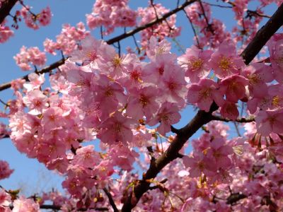 茅ヶ崎公園（河津桜）
