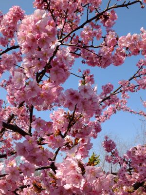 茅ヶ崎公園（河津桜）
