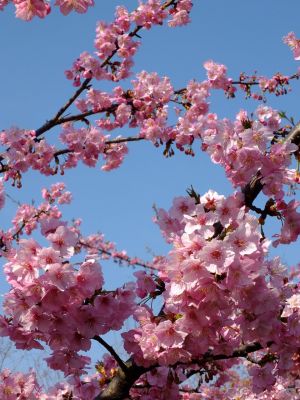 茅ヶ崎公園（河津桜）
