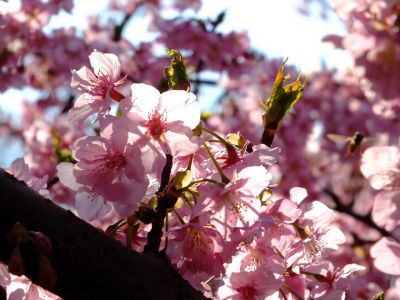 茅ヶ崎公園（河津桜）

