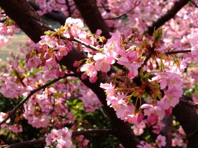 茅ヶ崎公園（河津桜）
