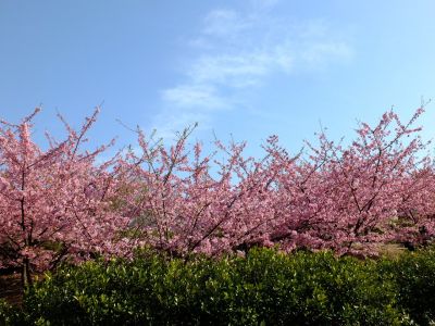 茅ヶ崎公園（河津桜）
