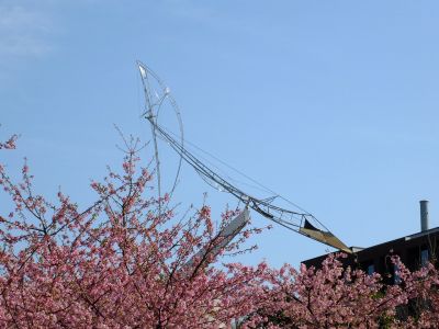 茅ヶ崎公園（河津桜）
