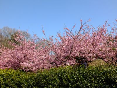 茅ヶ崎公園（河津桜）
