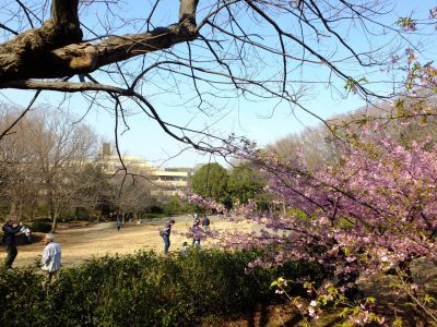 茅ヶ崎公園（河津桜）
