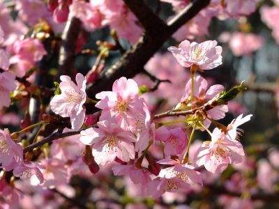 茅ヶ崎公園（河津桜）
