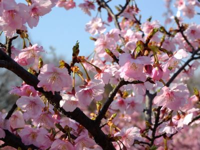 茅ヶ崎公園（河津桜）
