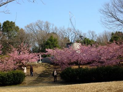 茅ヶ崎公園（河津桜）
