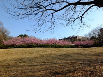茅ヶ崎公園（河津桜）
