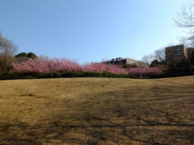 茅ヶ崎公園（河津桜）
