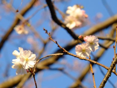 最乗寺（冬ざくら）
