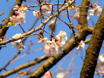 最乗寺（冬ざくら）
