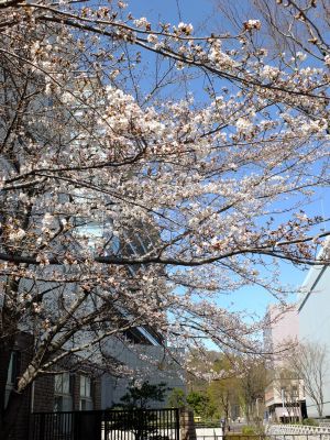 都筑警察署の染井吉野
