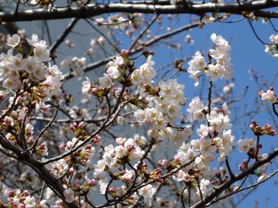 都筑警察署の染井吉野
