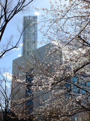 都筑警察署の染井吉野
