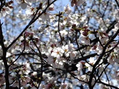 都筑警察署の染井吉野
