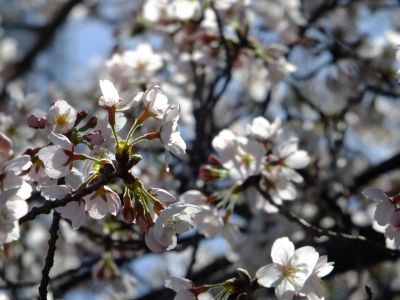 都筑警察署の染井吉野
