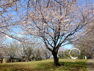 都筑中央公園の染井吉野
