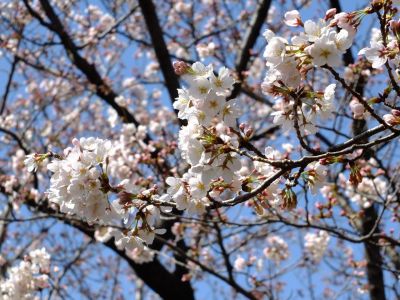 都筑中央公園の染井吉野
