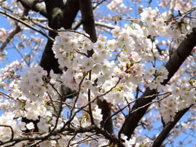 都筑中央公園の染井吉野

