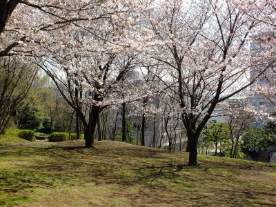 都筑中央公園の染井吉野

