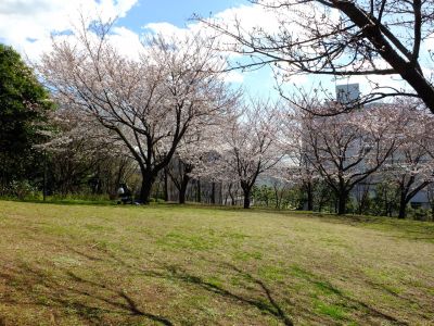 都筑中央公園の染井吉野

