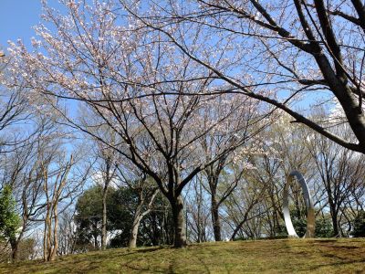 都筑中央公園の染井吉野
