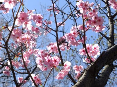 都筑中央公園の横浜緋桜
