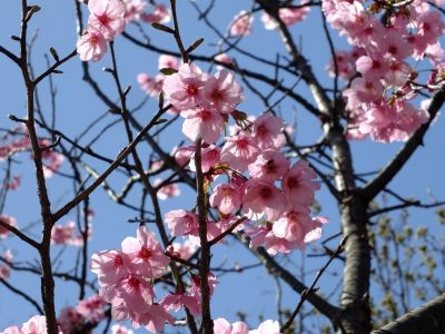 都筑中央公園の横浜緋桜
