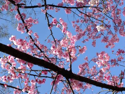 都筑中央公園の横浜緋桜
