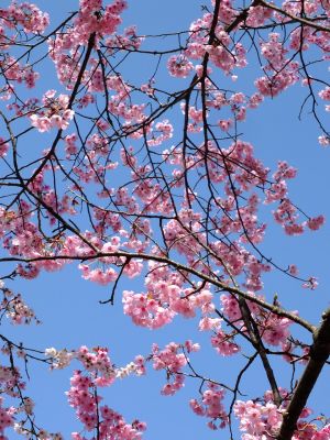 都筑中央公園の横浜緋桜
