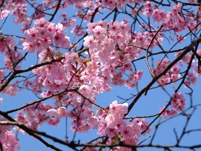 都筑中央公園の横浜緋桜
