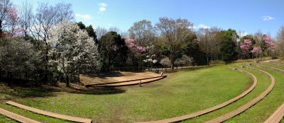 都筑中央公園の横浜緋桜
