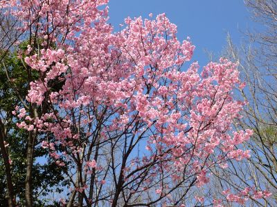 都筑中央公園の横浜緋桜
