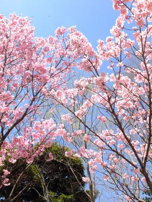 都筑中央公園の横浜緋桜
